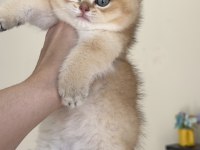 Golden British Shorthair Kadıköy