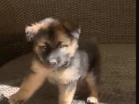 Orjinal alman çoban köpeği yavrusu