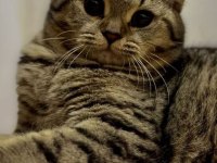 British shorthair