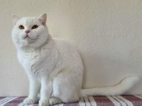 12 Aylık dişi british shorthair