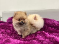IRK GARANTILI TEACUP POMERANİAN