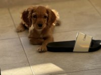 Cocker köpeğim Firuzeye yuva arıyorum