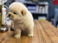 chow chow bebekler