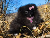 Sevimliliğiyle Hayran Bırakan Siyah Pomeranian Boo Yavrusu