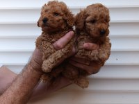 AKILLI TOY POODLE