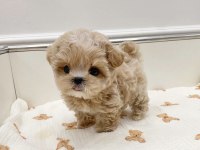 Üretim çiftliğinden safkan maltipoo yavrular