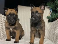 Irk Ve Sağlık Garantili Malinois Ak47