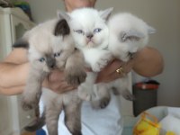 Minik british shorthair patiler
