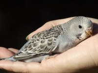 Bebek Muhabbet Kuşu