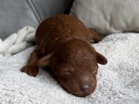 Ultra A kaliteli toy poodle bebekler