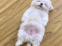 BEBEK White Terrierler çok tatlı ve zeki