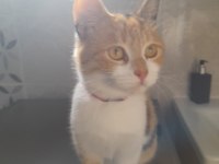 KEDİMİZİ ÜCRETSİZ SAHİPLENDİRECEĞİZ