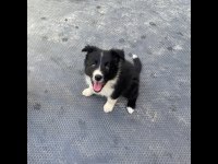Yavru border collie