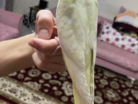 KONUŞAN LUTİNO SULTAN PAPAĞANI