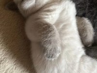 British scottish fold yavrularımız