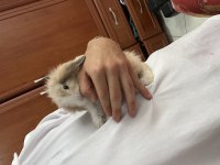 Hollanda lop tavşanı erkek
