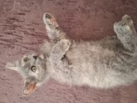British shorthair cins yavru