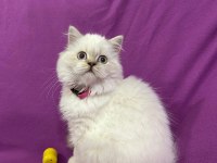 British Longhair Mavi Boncuğum