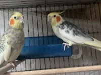 Bir çift sultan papağanı vardır