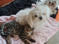 BENGAL TIPLI TEKIR KEDİMİZ YUVA ARIYOR