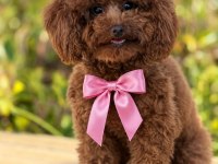Kore Teddy Baba Anne Toy Poodle