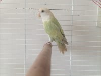ERKEK SEVDA PAPAĞANI İSMİ KAVUN