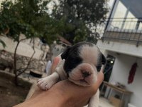 French bulldog köpeği