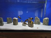 BLACK KRİZA DAMIZLIK TROPHEUS KOLONİ 8D + 2E