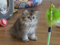 British longhair golden dişi