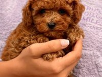 A kalite toy Poodle yavrular
