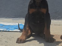 Safkan İri Yapılı Doberman