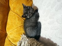Sahiplendirilecek Scottish Fold
