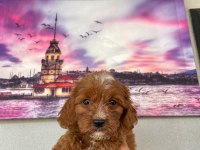 Hem şeker hemde kıvır kıvır maltipoo