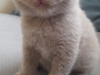 Sahiplendirilecek 5 tane cins kedi scottish fold