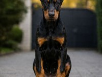 Çivi gibi doberman estetikli yavrular