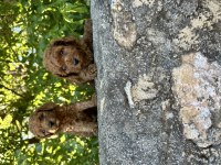 Kore Toy Poodle Bebeklerimiz Hazır