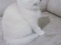 British shorthair 60 günlük yavrular sahiplendirilecektir