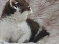 British shorthair chocolatte bicolor dişi