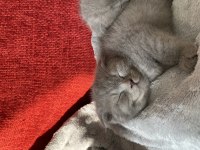 Scottish fold yavru kedimiz