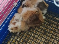yavru ve yetişkin guinea pig