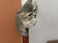 Ücretsiz sahiplendirme british shorthair