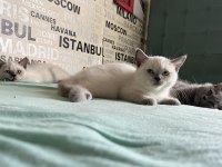 Kusursuz Karakterli Ayı Surat Kalite British Shorthair