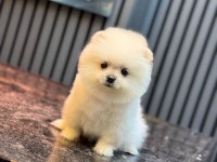 Pomeranian yavru köpeğimiz