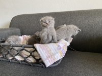 Gri Scottish fold cinsi yavrular