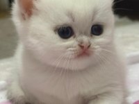British Shorthair Golden Point Yavru