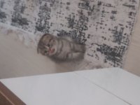 Scottish fold dişi