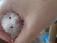 Saf teddy yavru hamster (açıklama)
