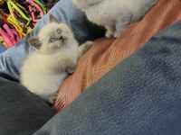 Show Class British Shorthair Bebekler