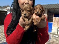 Sağlık Ve Irk Garantili Maltipoo Yavrularım