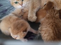 Birbirinden Guzel British Shorthair Yavrular